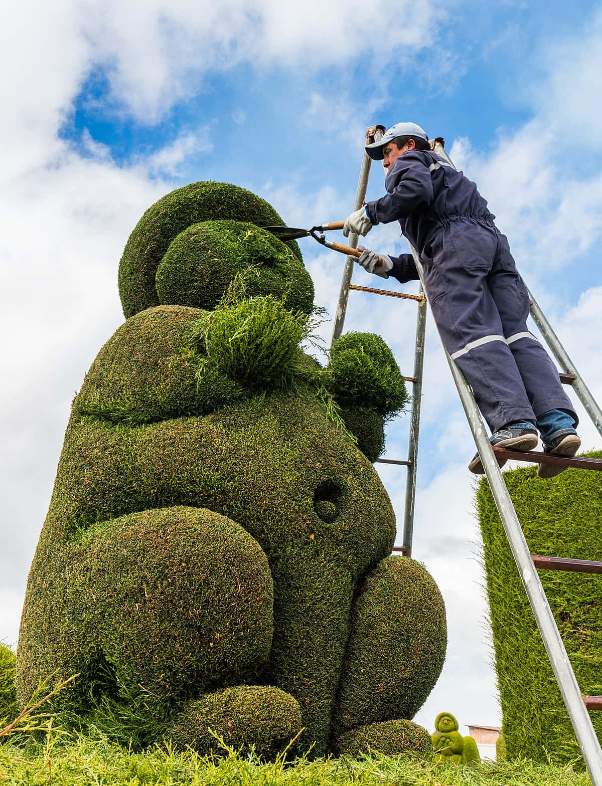 Gardener Skillfully Maintaining A Manicured Topiary Bush Background