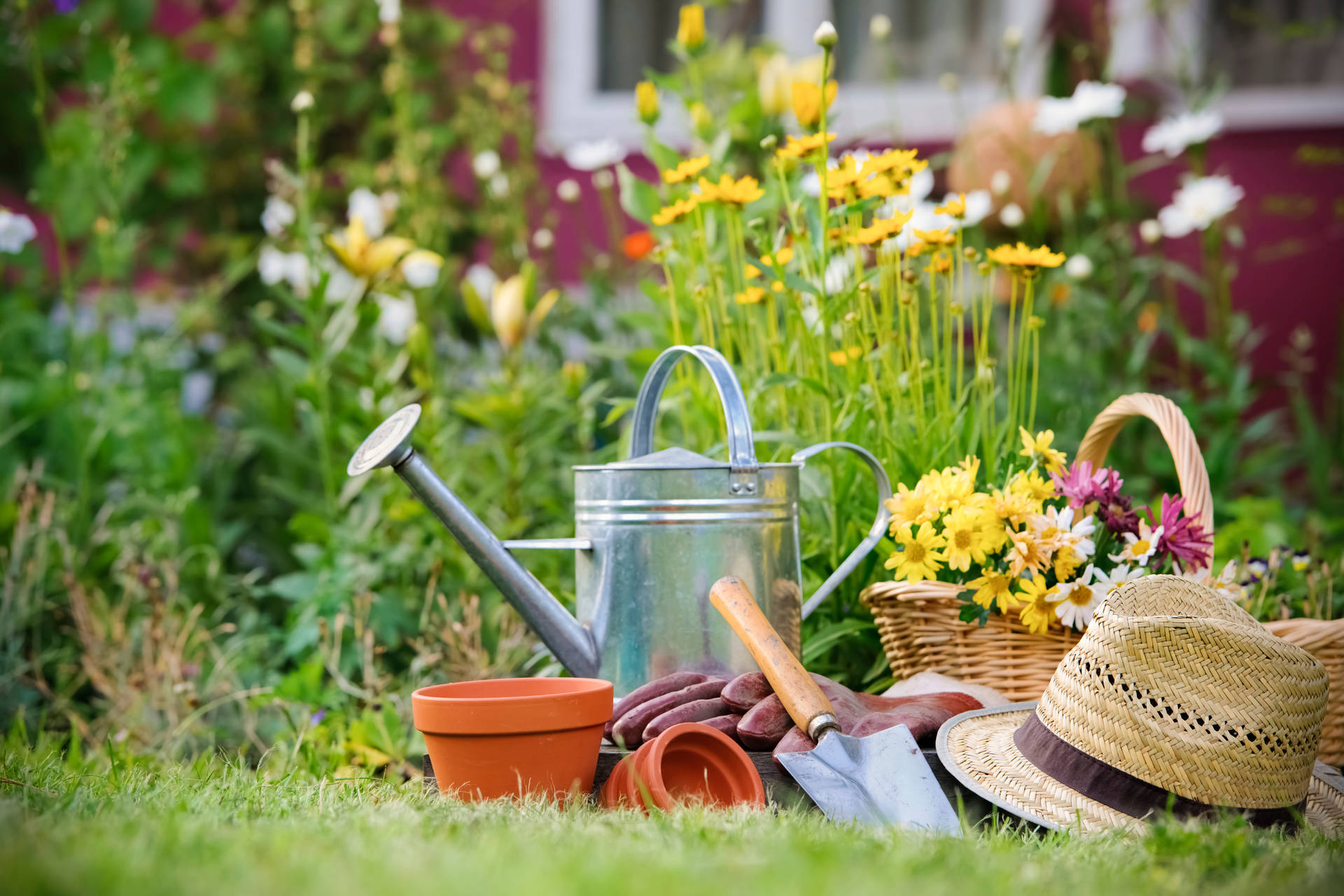 Gardening Tools And Flowers In Backyard Background