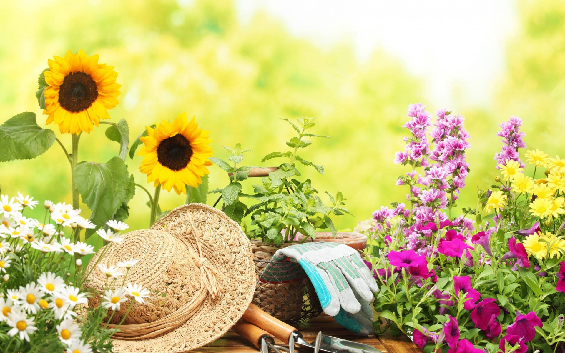 Gardening Tools And Flowers Photography Background