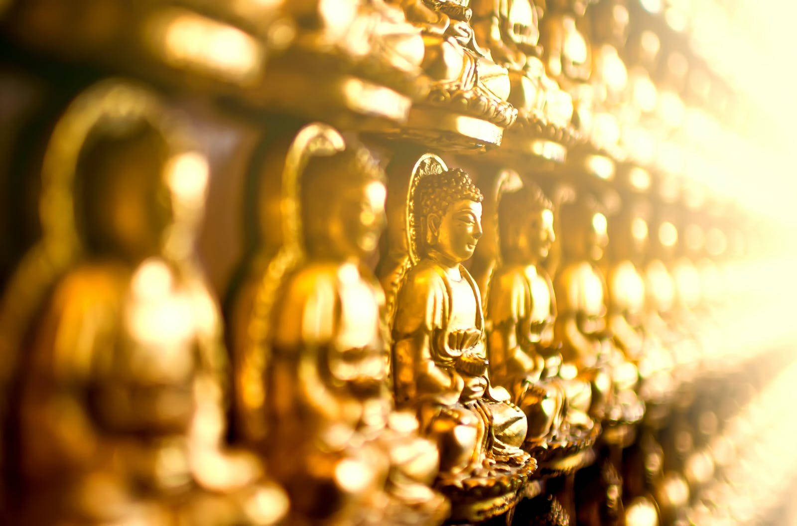 Gautam Buddha Golden Statues Background