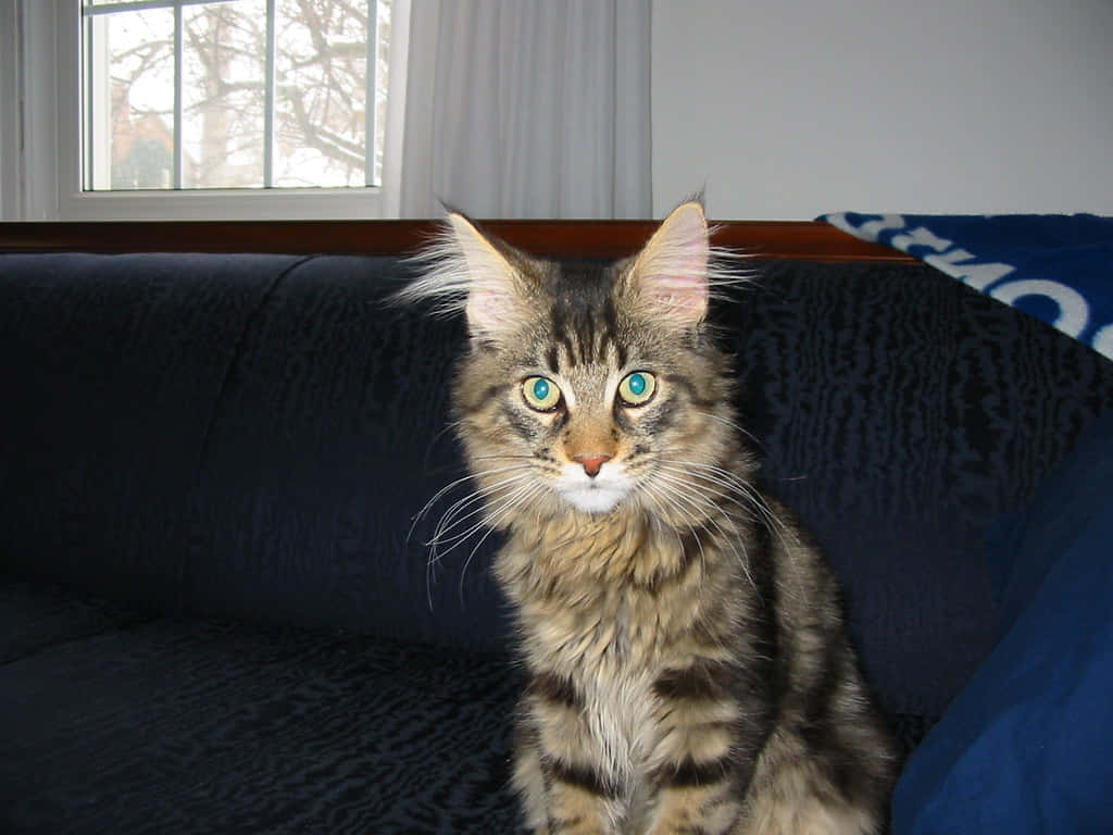 Gawky Cat On A Couch