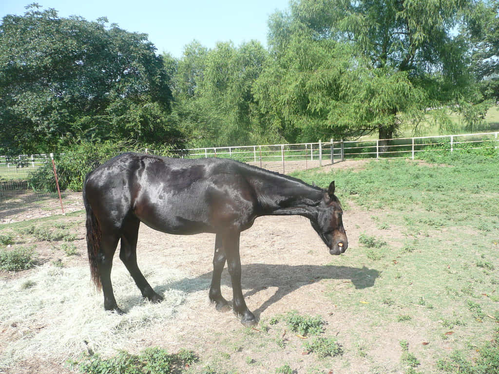 Gawky Horse Background