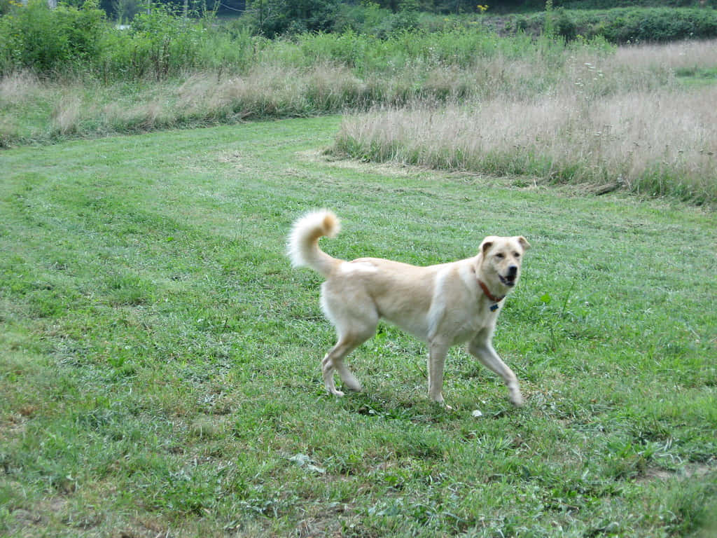 Gawky White Dog Background