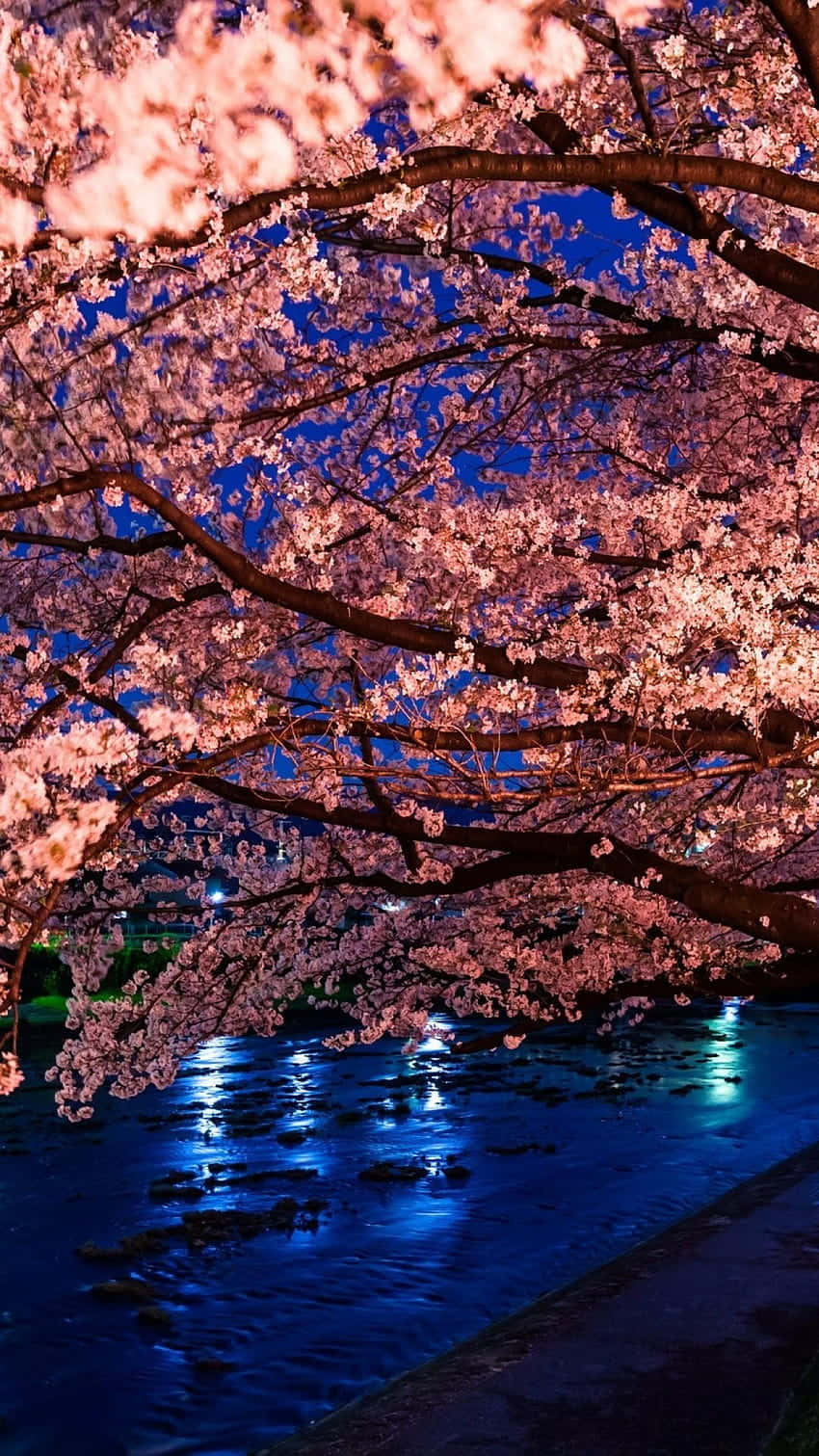 Gaze Upon A Dreamy Starry Night Sky Shimmering Through A Blooming Cherry Blossom Tree. Background