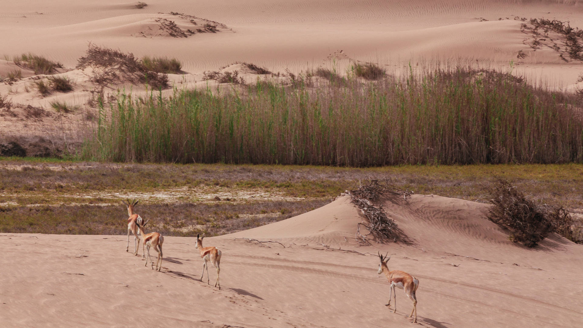 Gazelles Walking Towards Tall Grass In Namibia Background