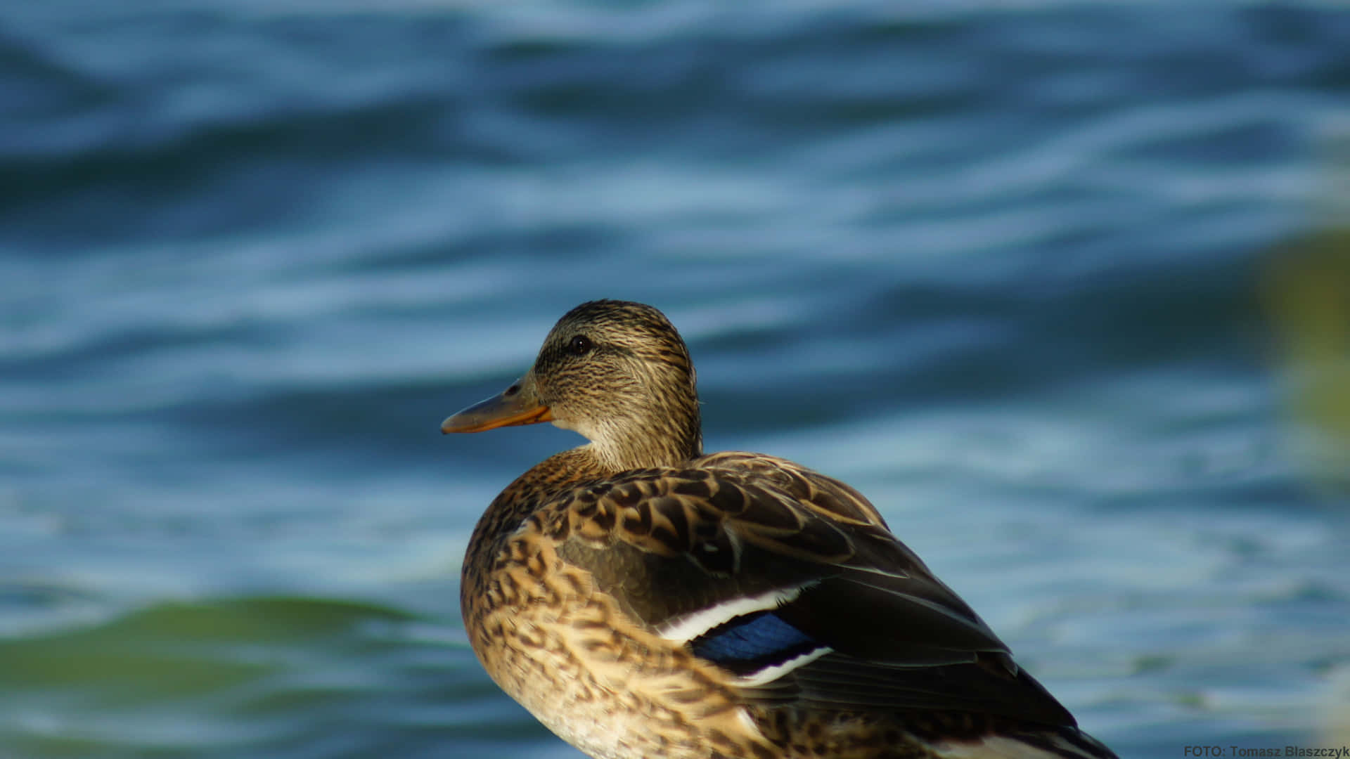 Gazing Duck Hunting Desktop Background