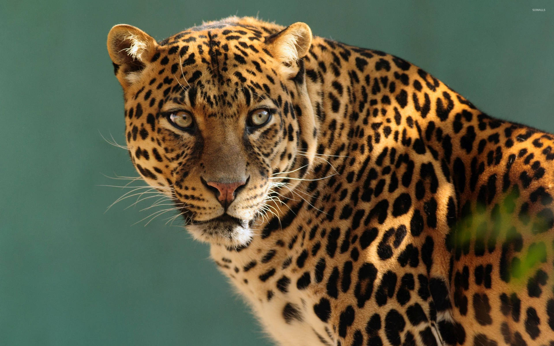 Gazing Leopard Animal Hd Background