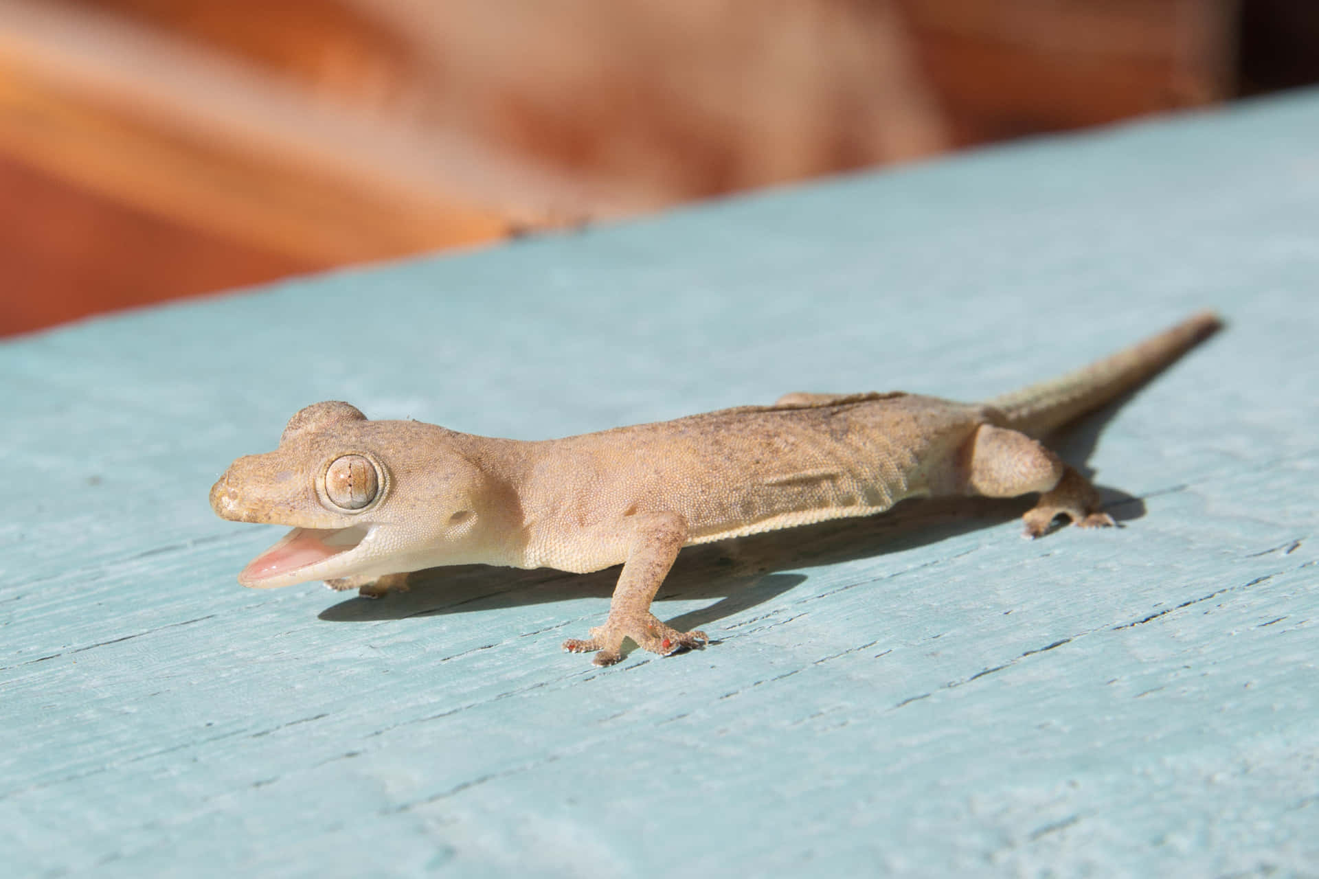 Gecko_on_ Turquoise_ Surface Background