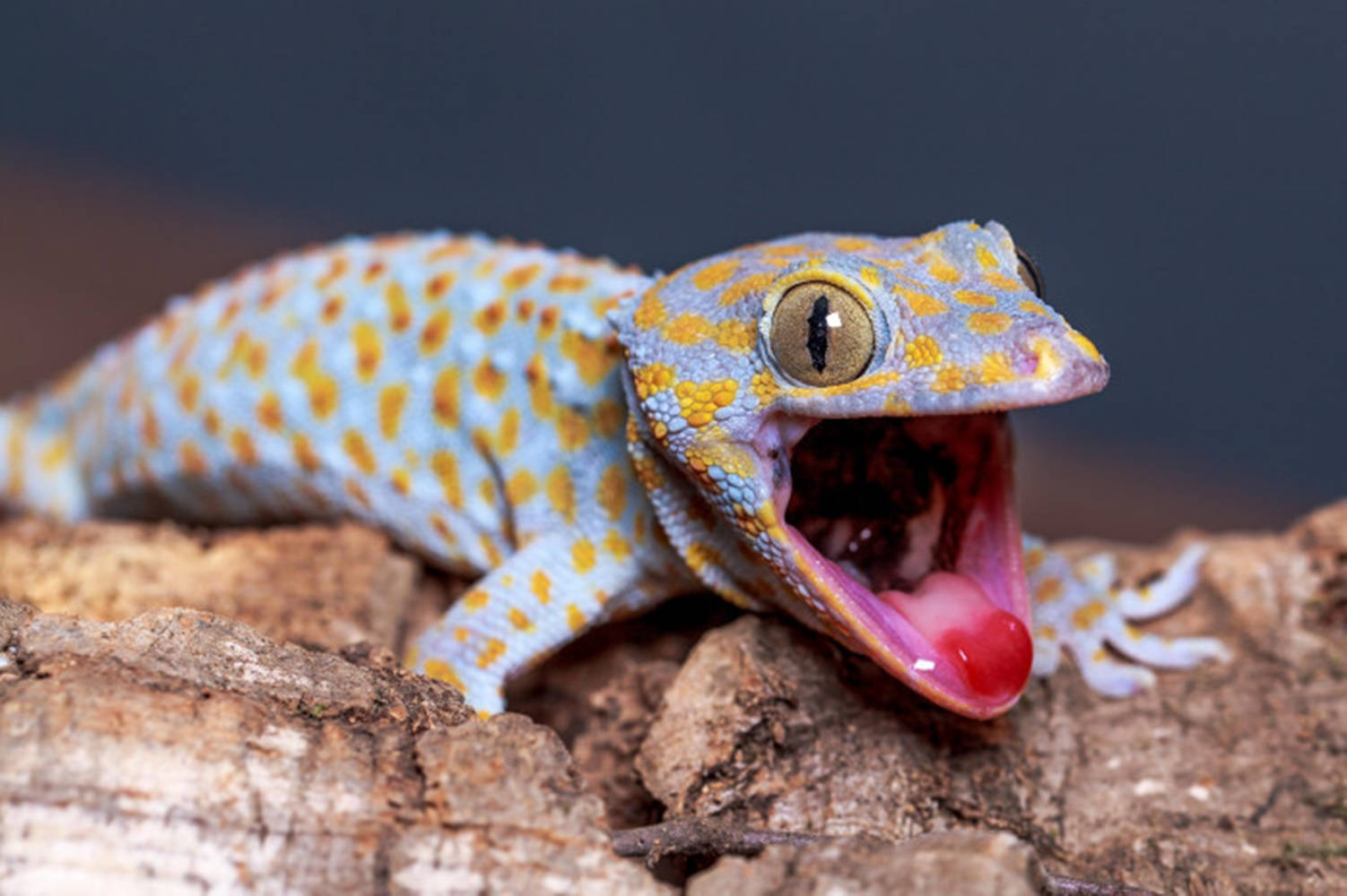 Gecko With Mouth Opened