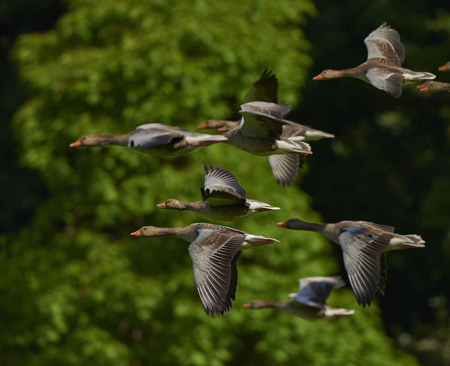 Geese Birds Flying In Tilt-shift Lens Background