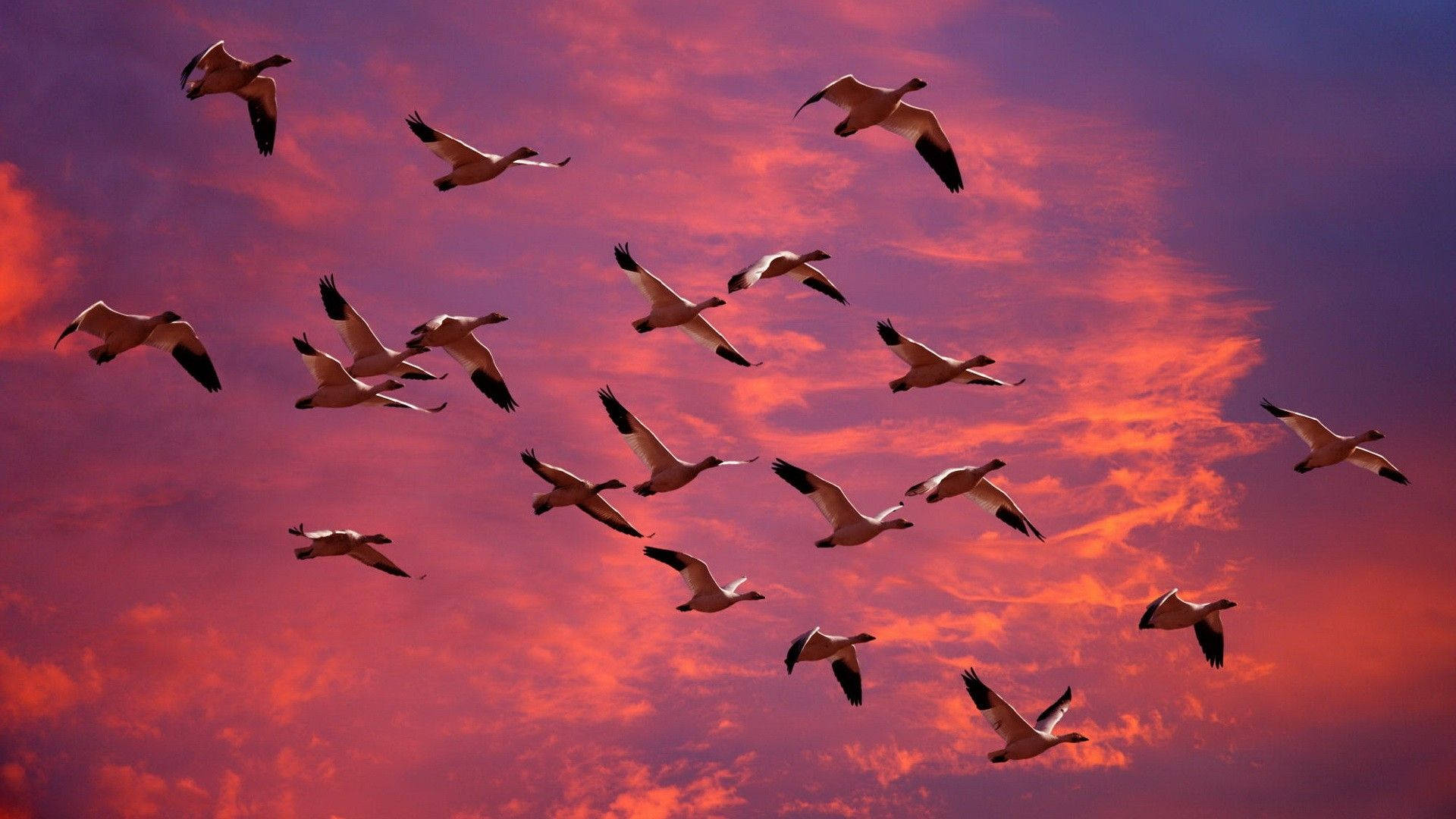 Geese Birds Flying Over The Purple-pink Sky Background