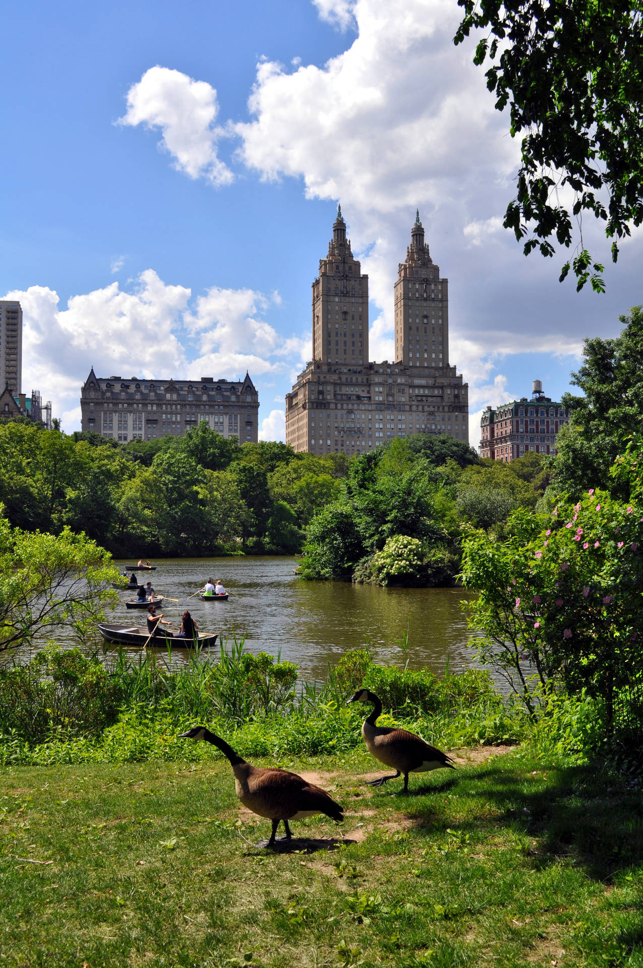 Geese Exploring Central Park Background