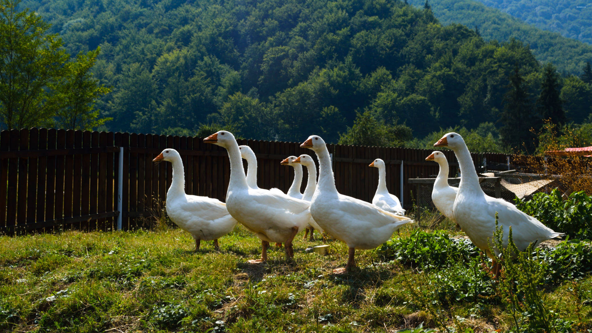 Geese In Farm Background