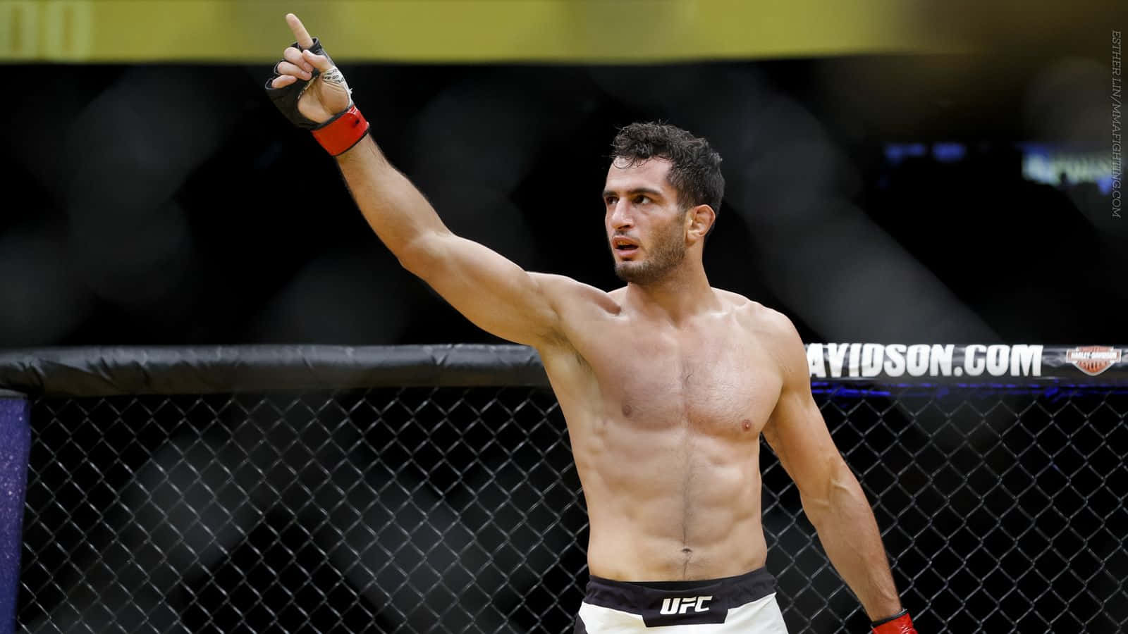 Gegard Mousasi Dutch Mixed Martial Artist