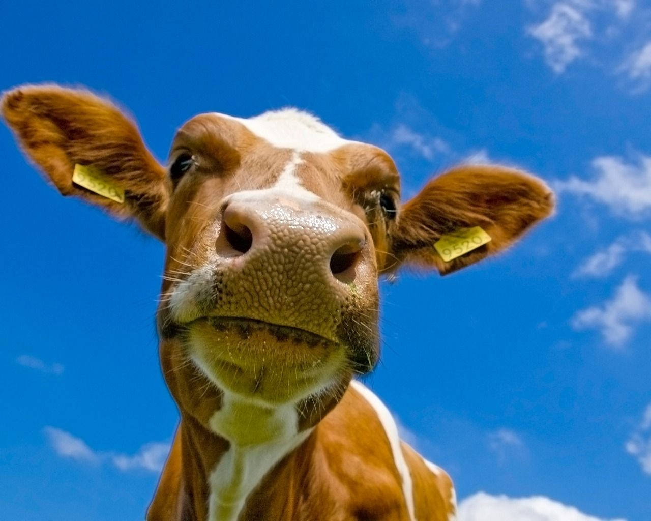 Gentle Cow Gazing Down Background