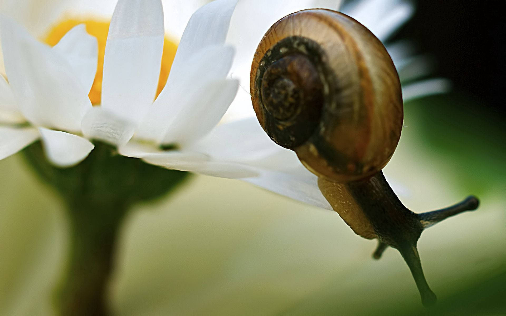 Gentle Garden Wanderer Background