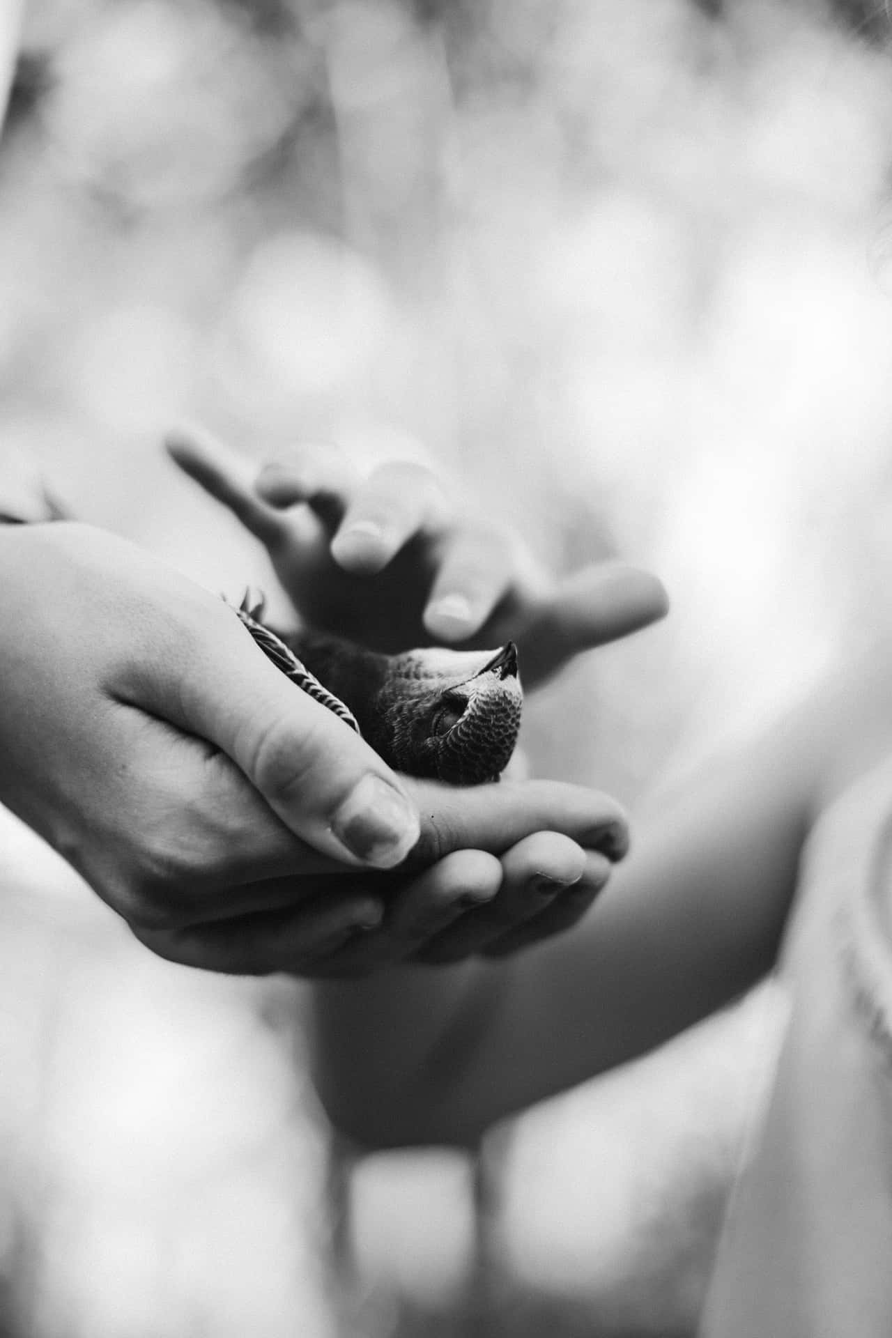Gentle Hands Cradling Bird Background