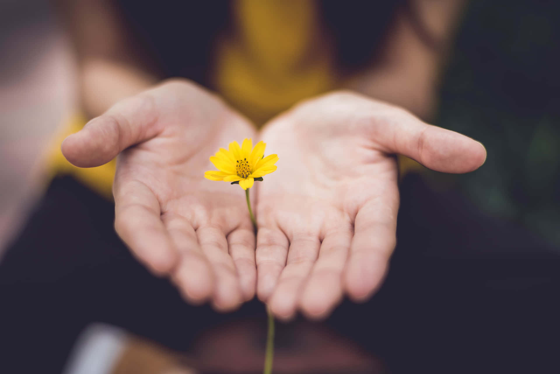 Gentle Hands Holding Flower Background