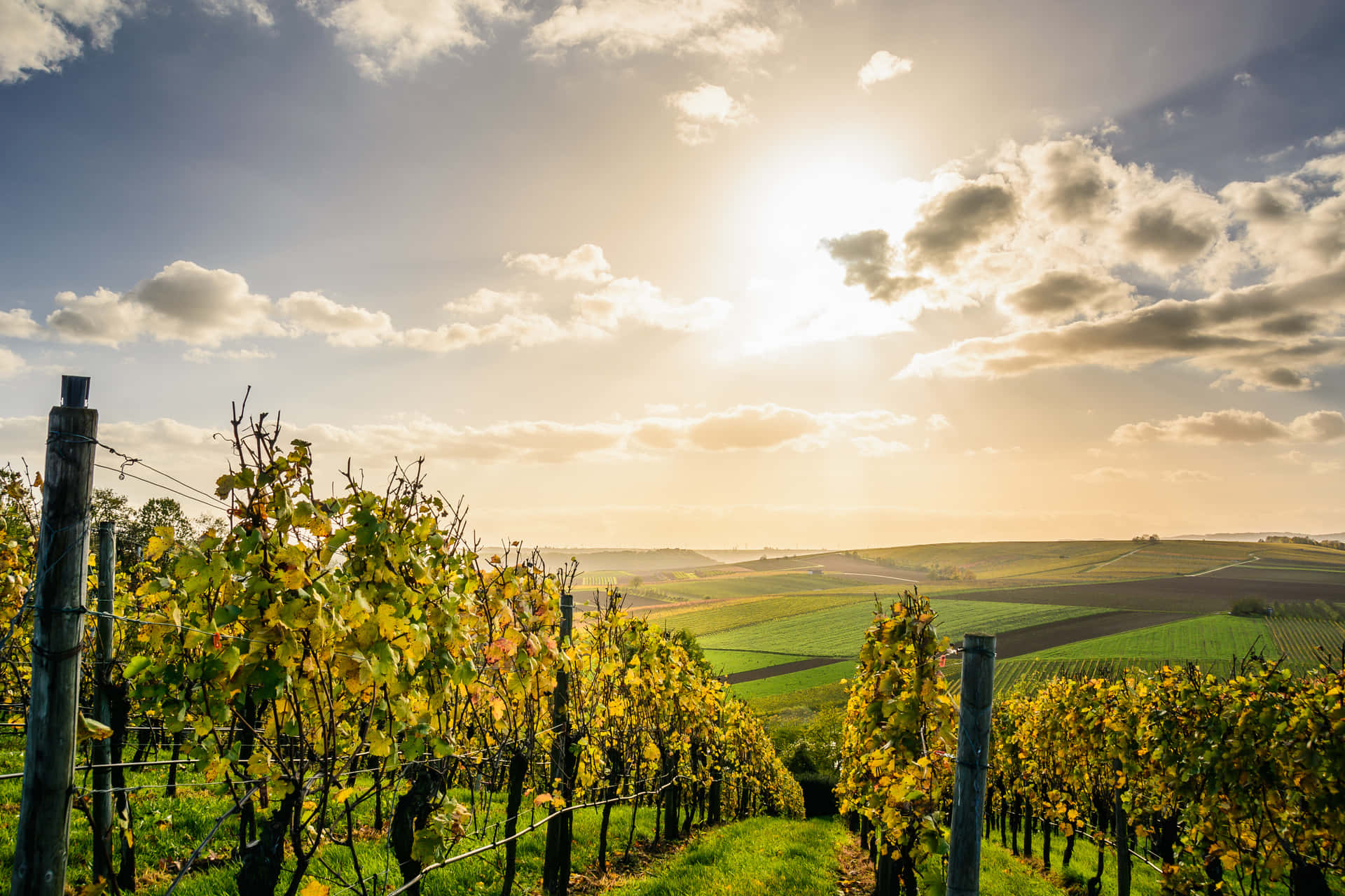 Gentle Sunlight In Vineyard Background