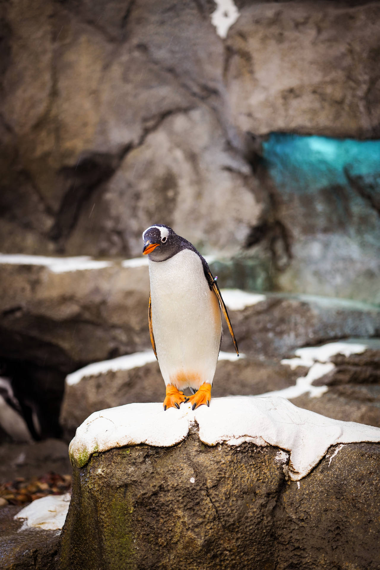 Gentoo Penguin Background