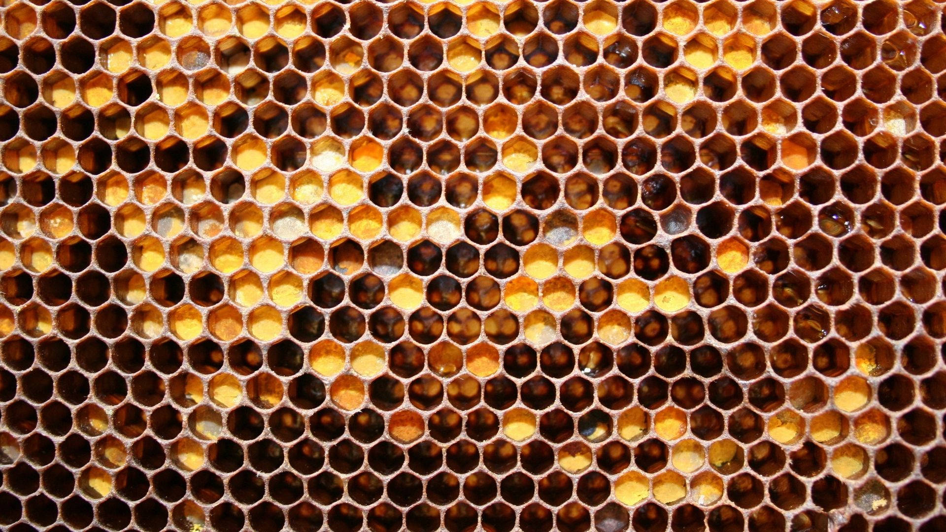 Geometric Honey Beehive Background