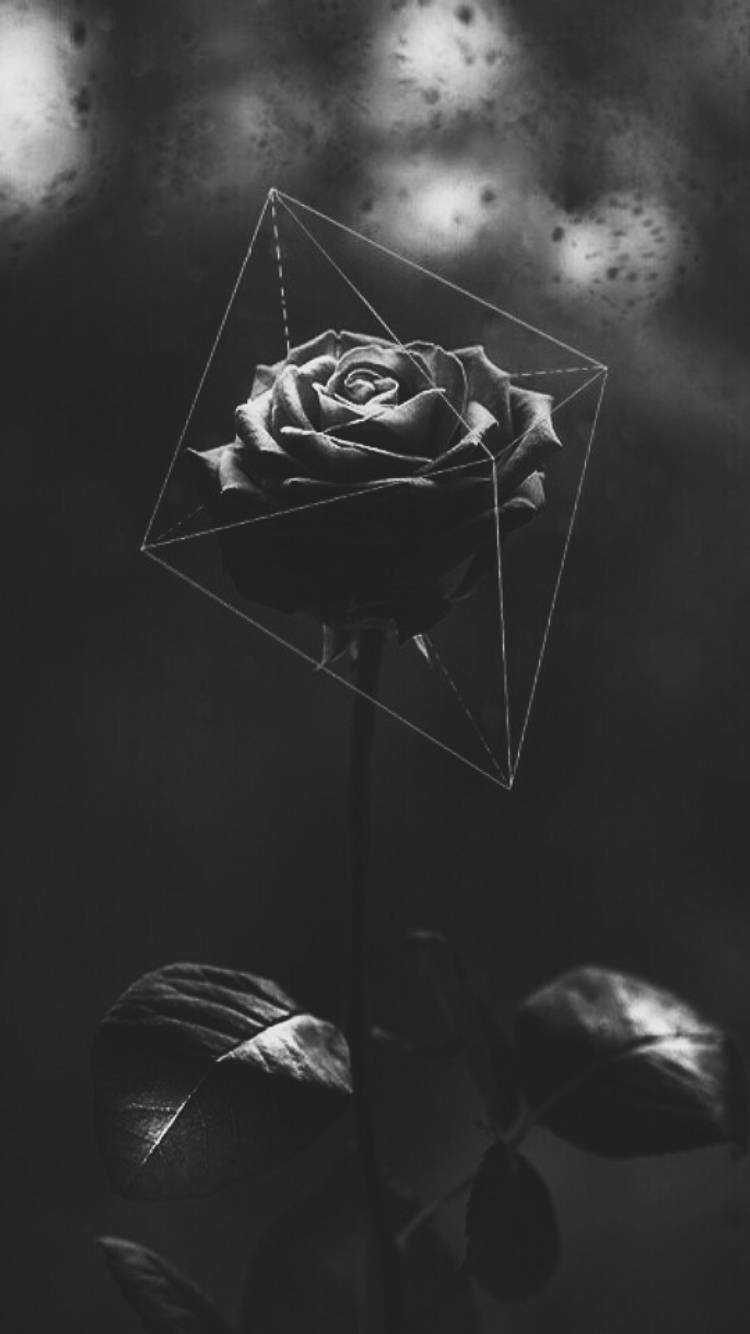 Geometric Pattern Black Rose Iphone Background