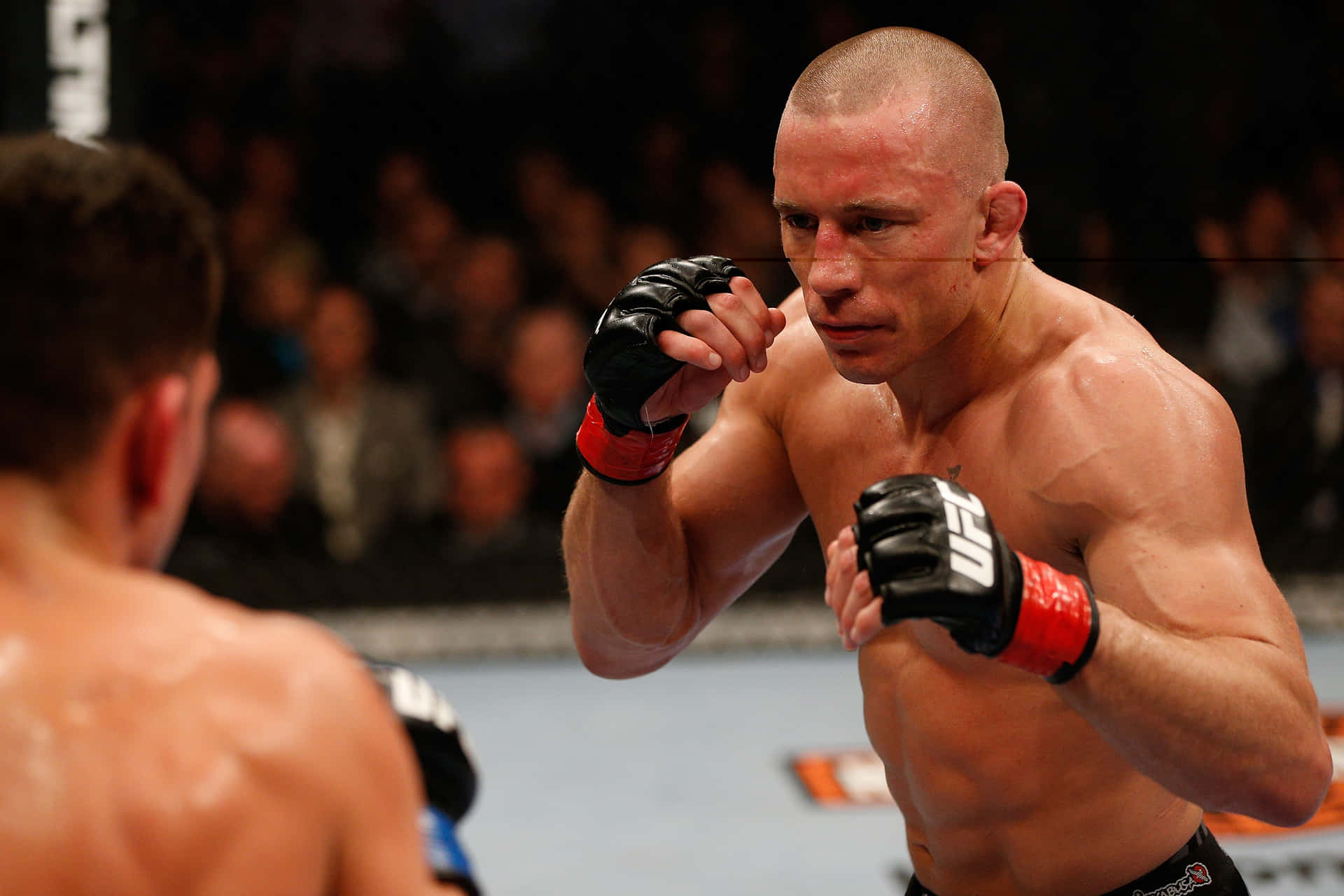 Georges St-pierre Canadian Mixed Martial Artist