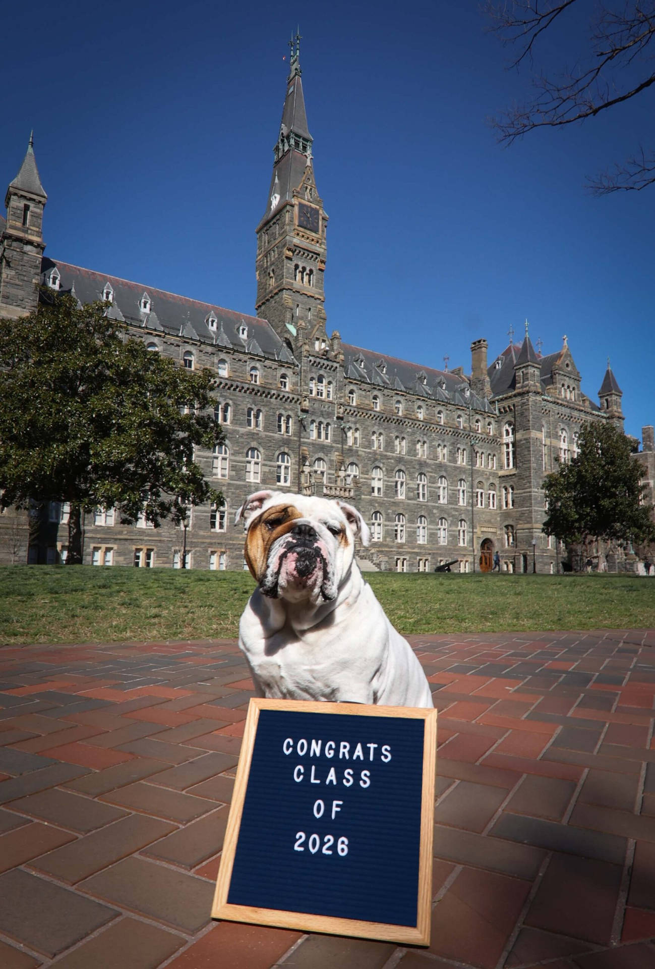 Georgetown University Bulldog Mascot