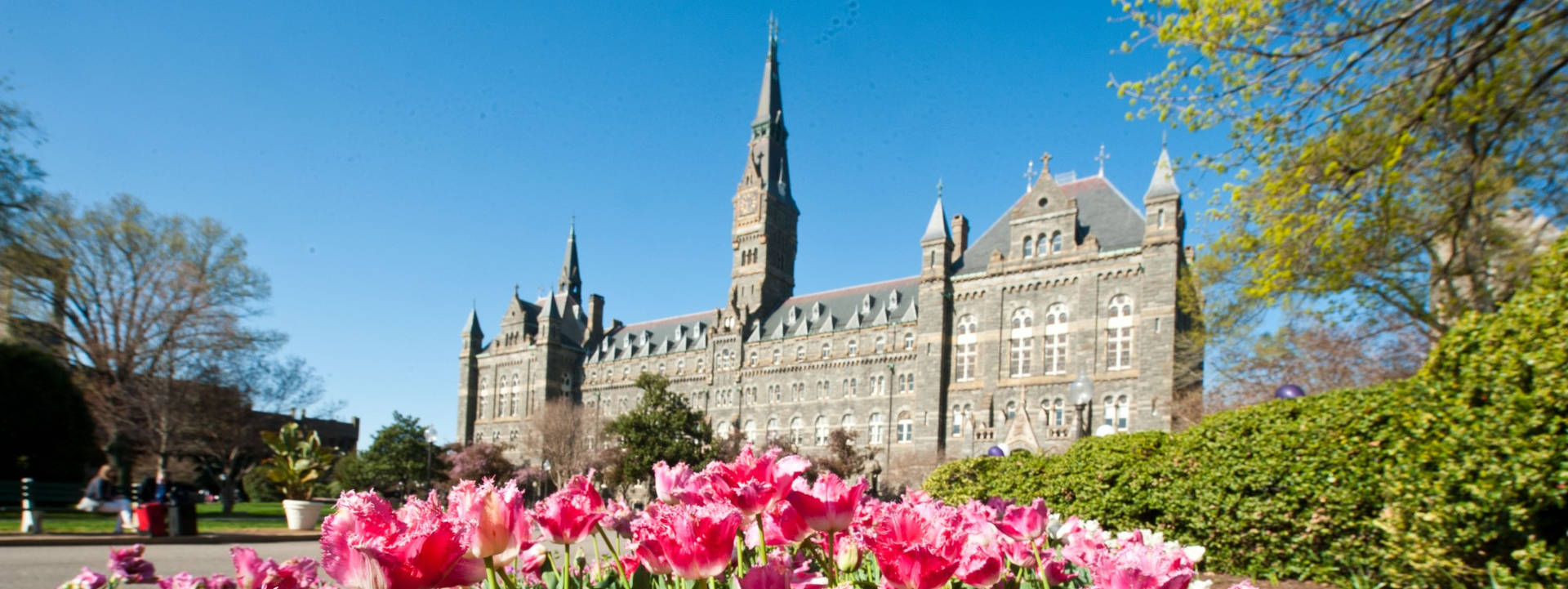 Georgetown University Tulips Background