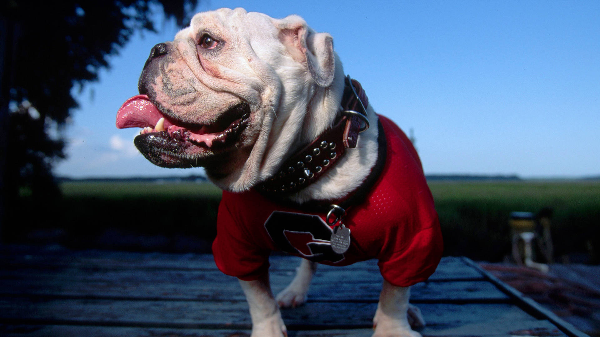 Georgia Bulldogs Tongue Out