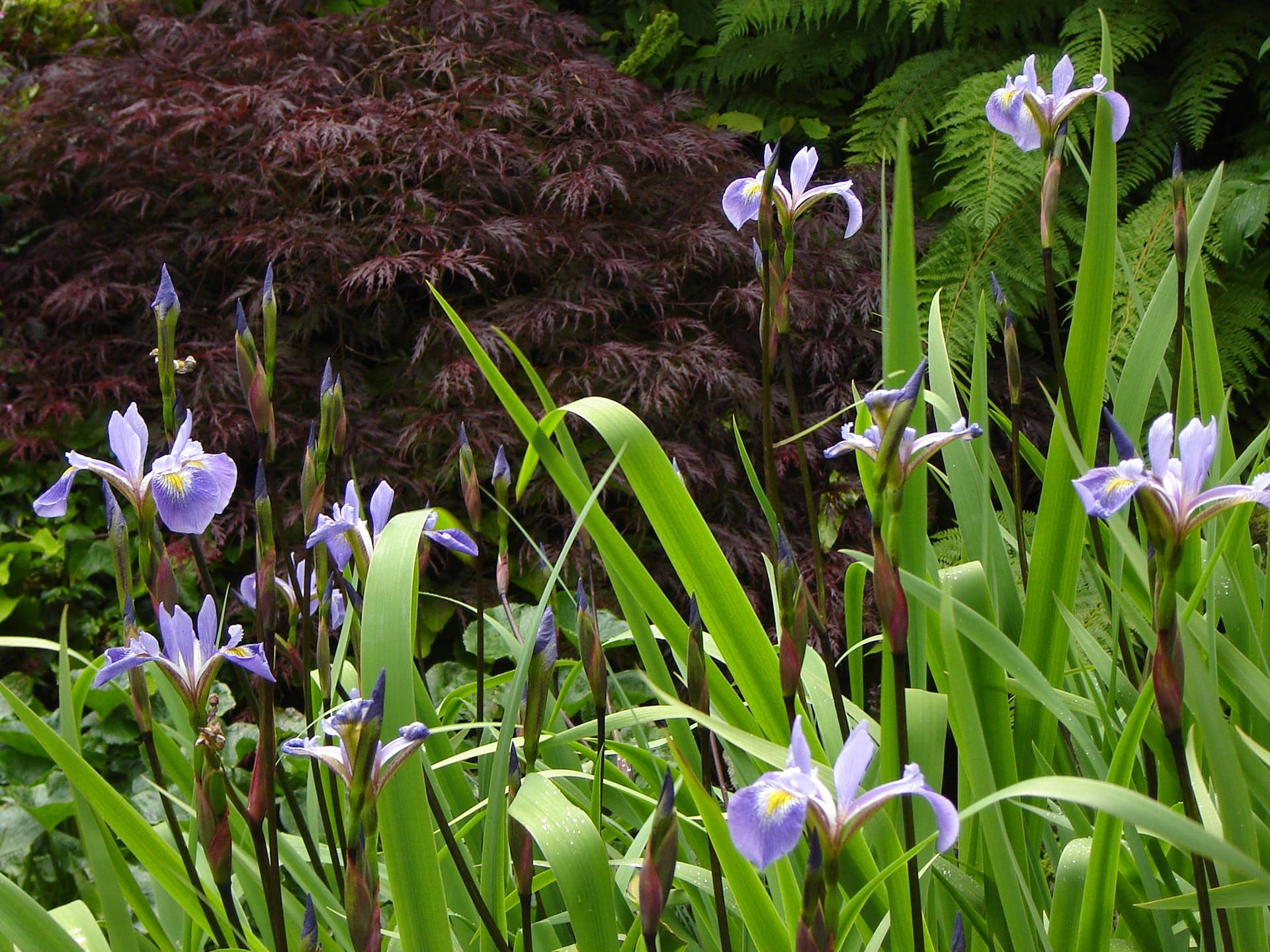 Gerald Darby Iris Flowers Background