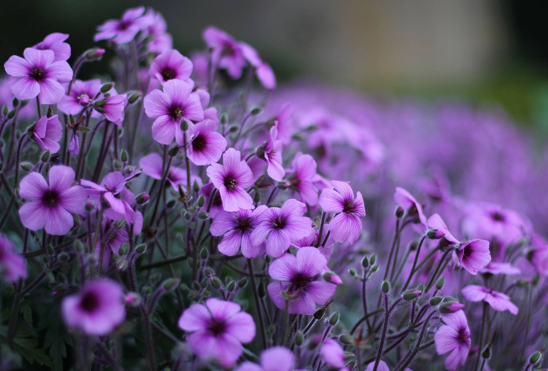 Geranium Purple Flowers At Garden