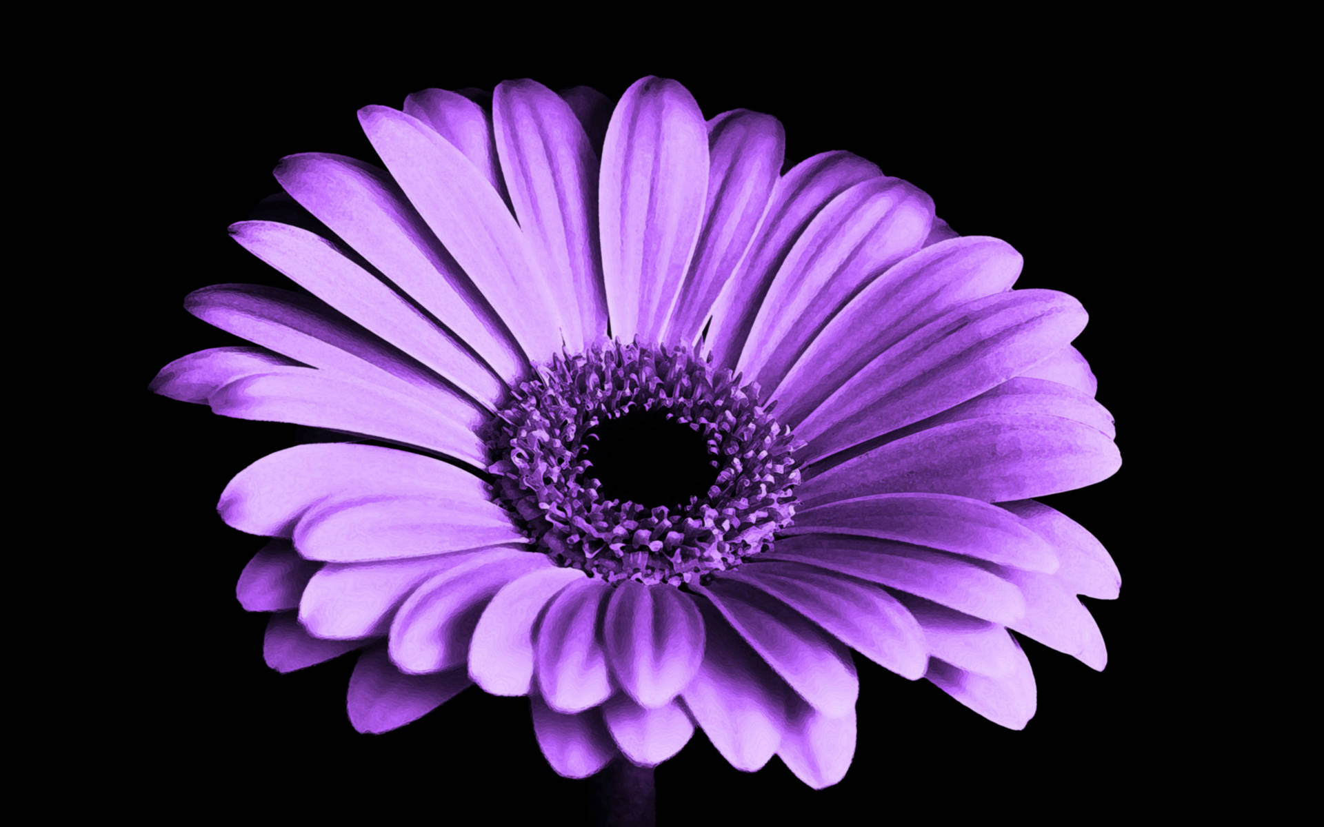 Gerbera Purple Flower Background