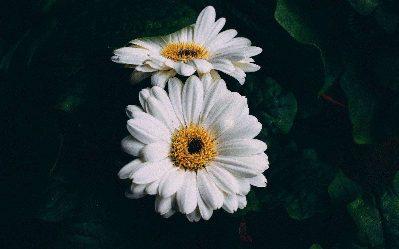 Gerbera White Flower