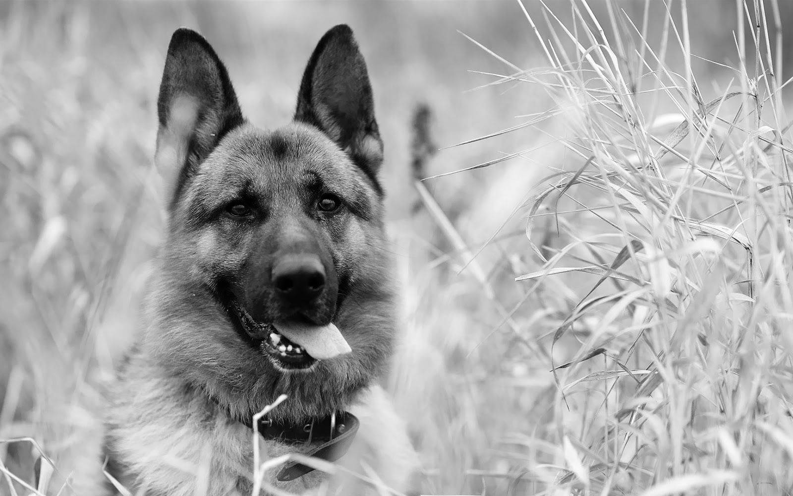 German Shepherd Black And White Dog Background