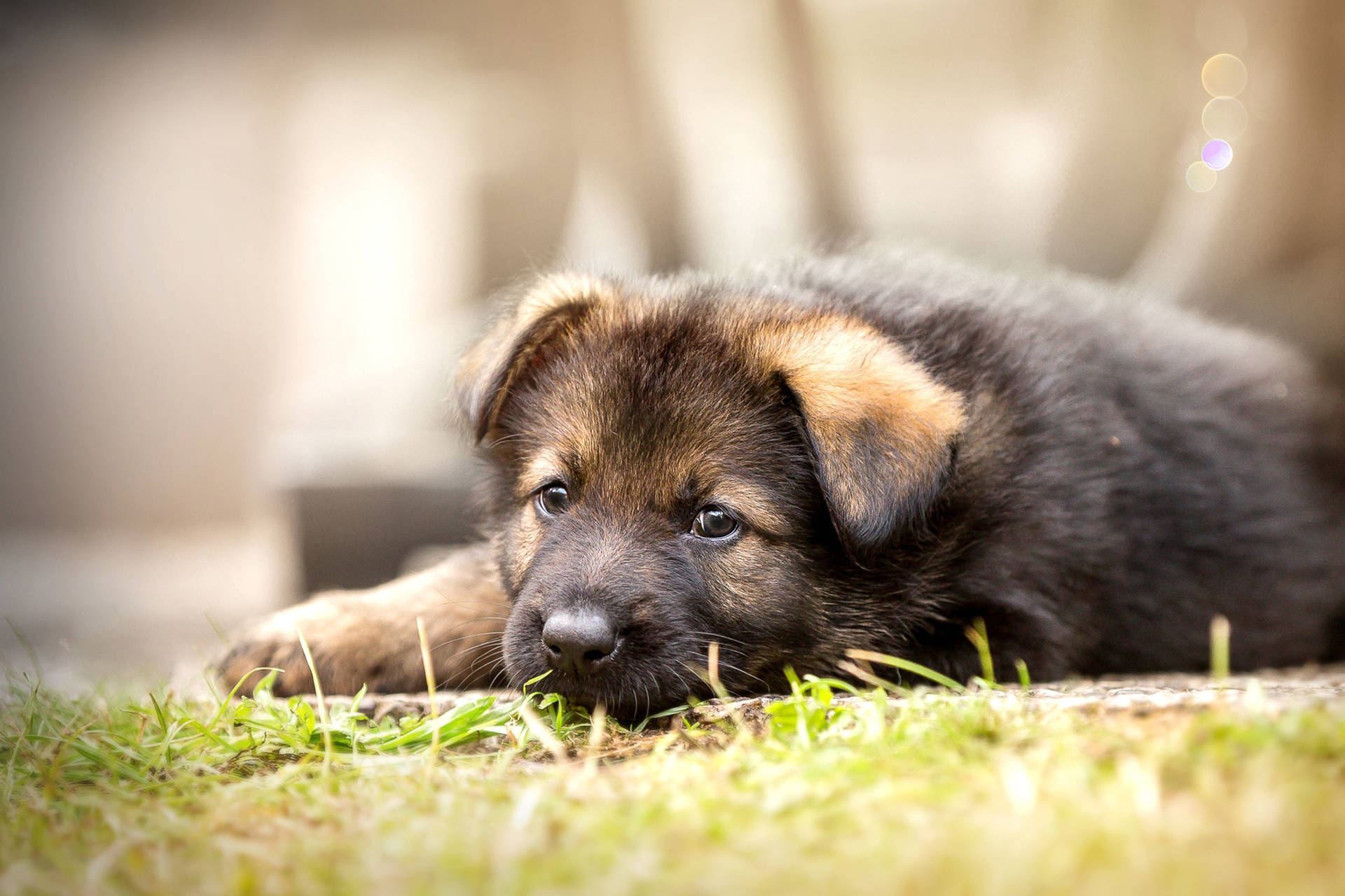 German Shepherd Cute Puppy Background