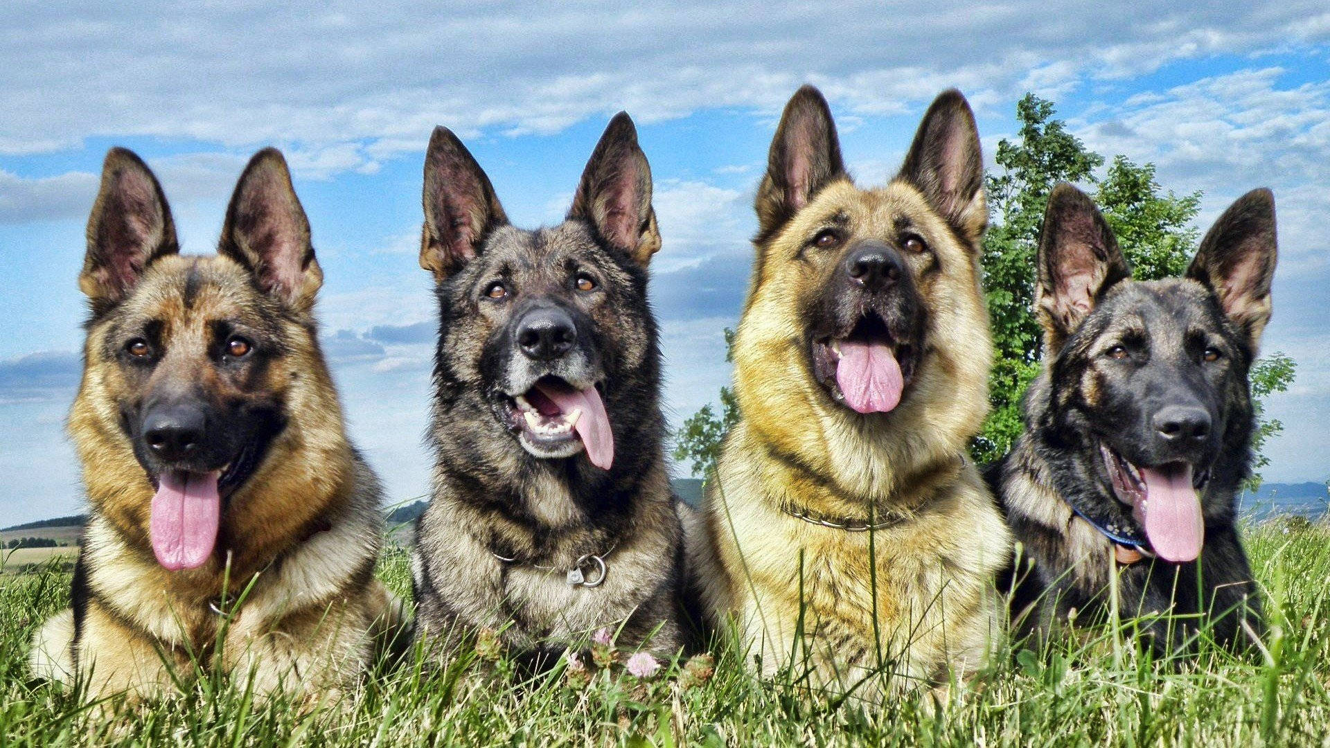 German Shepherd Dog Group Background