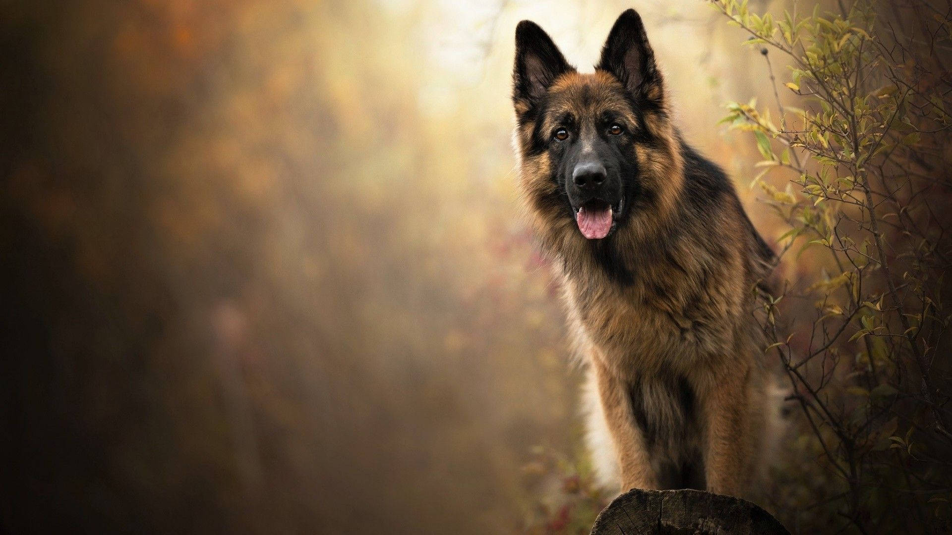 German Shepherd Dog In Forest Background