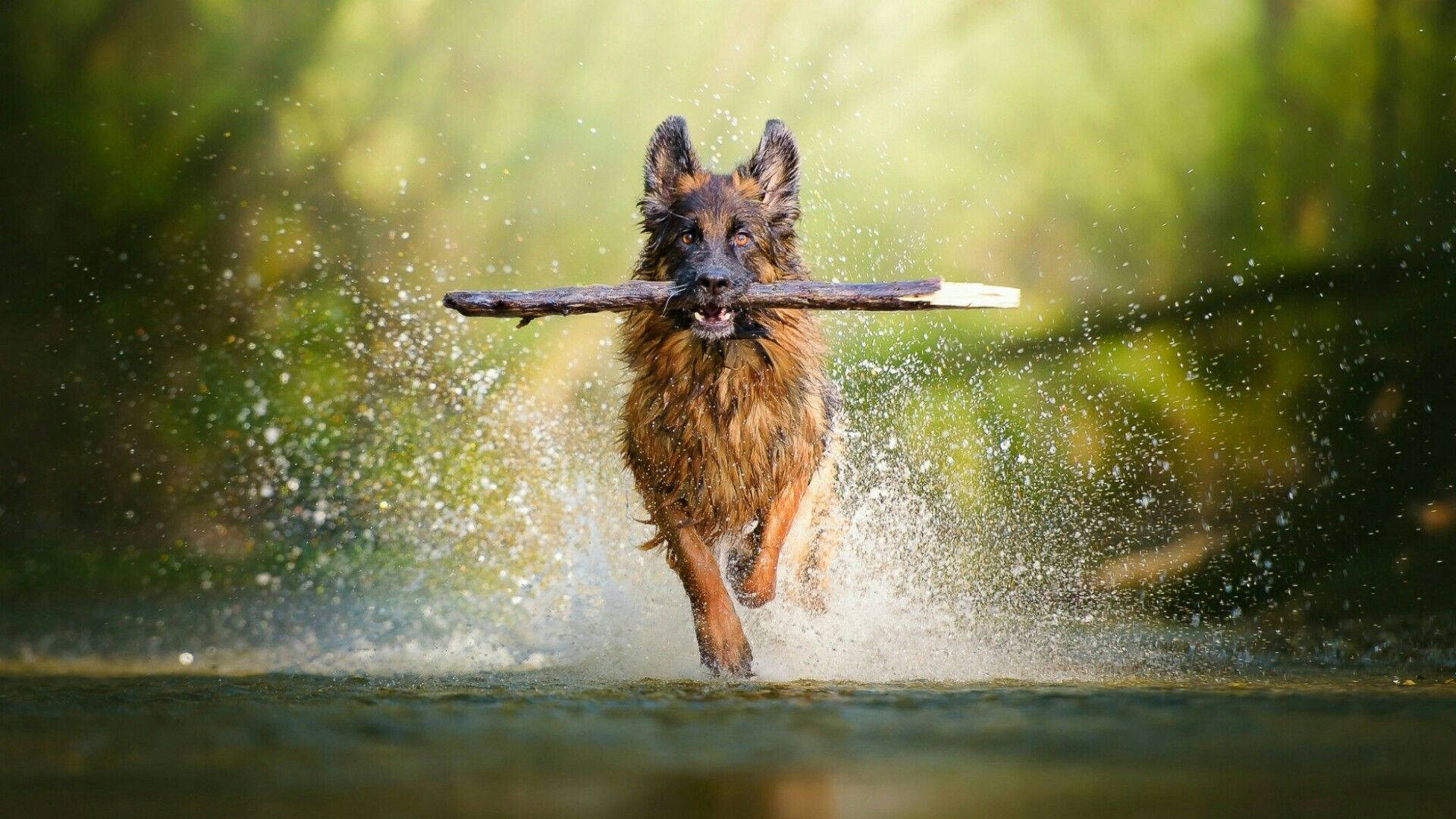German Shepherd Dog In River Background