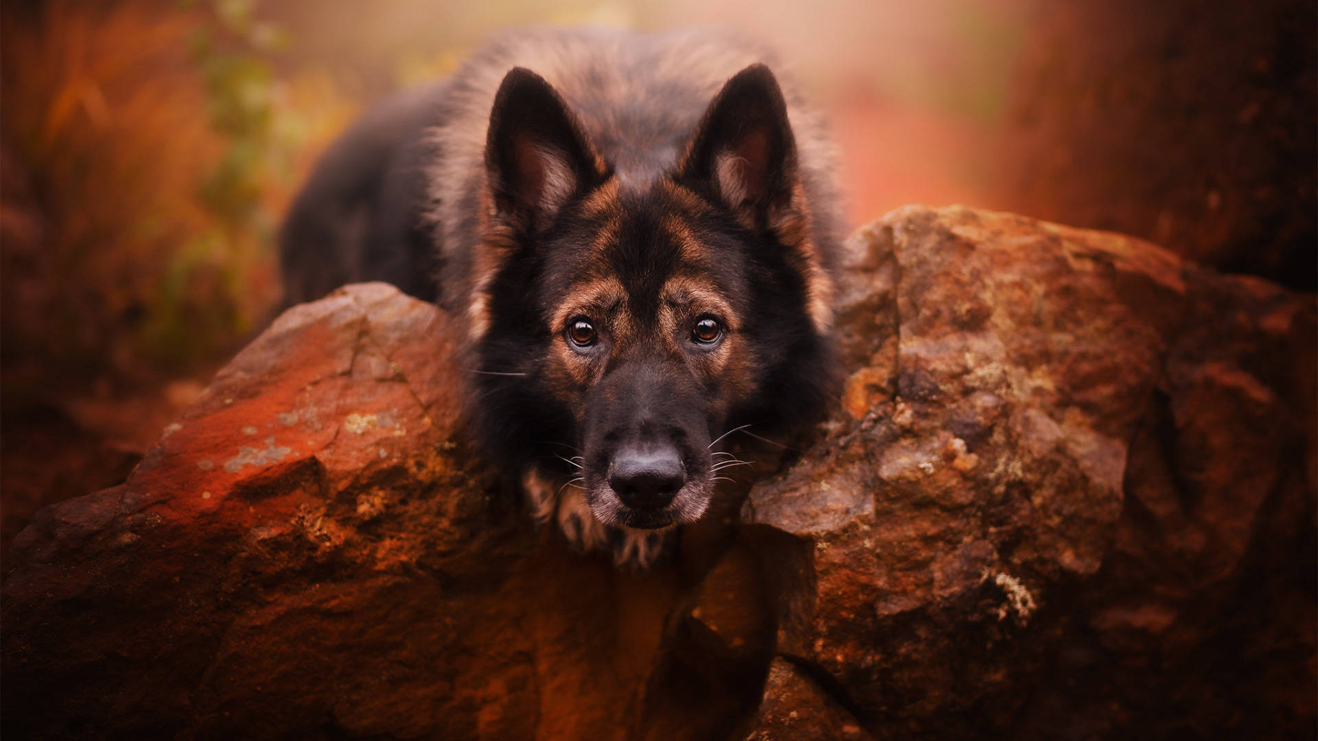 German Shepherd Dog Background