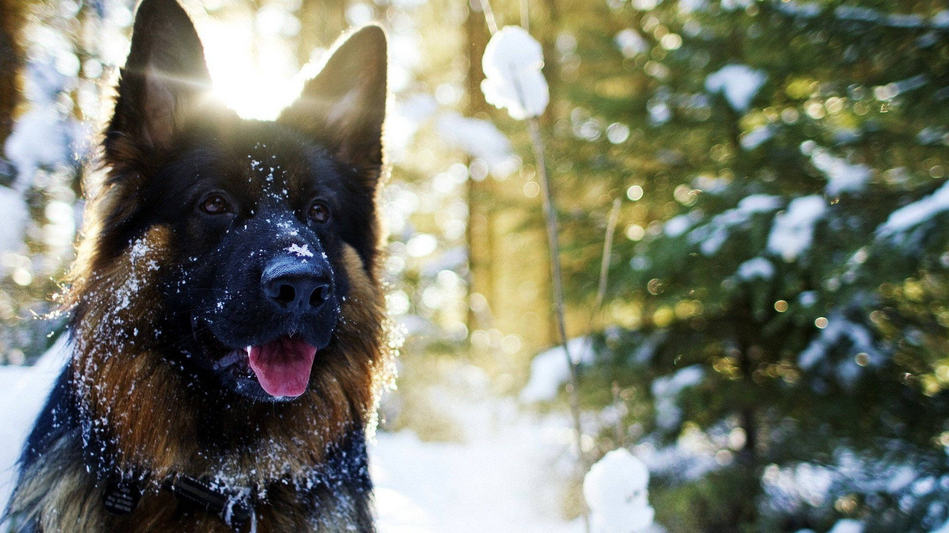 German Shepherd In Snow Background