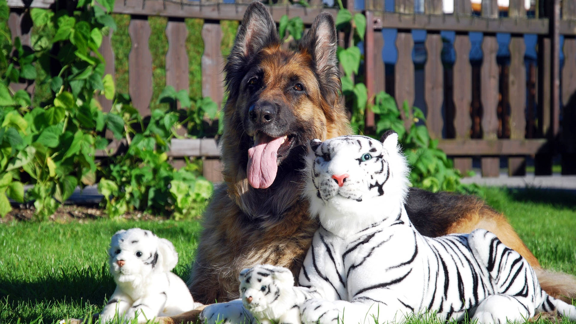 German Shepherd With Toy Tiger Background
