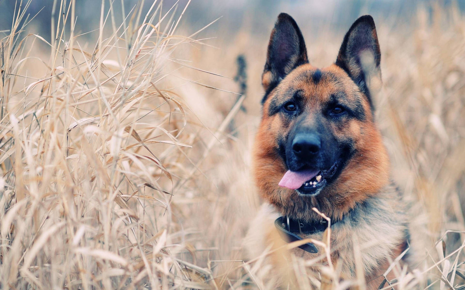 German Shepherdin Autumn Grass Background