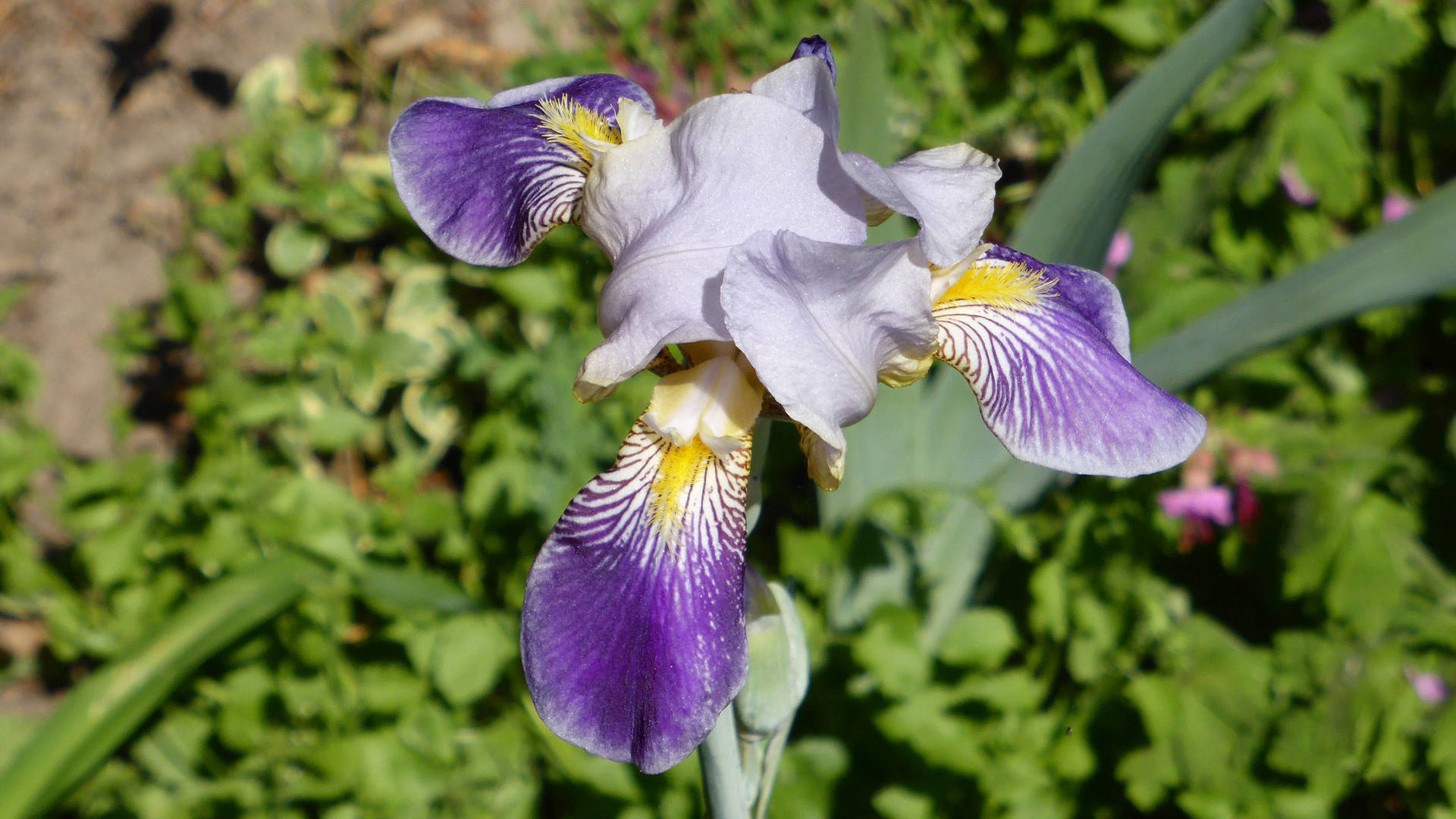 Germanica Iris Flower Background