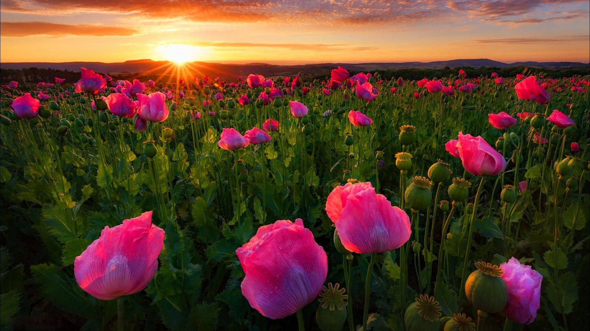 Germany Pink Poppies Field