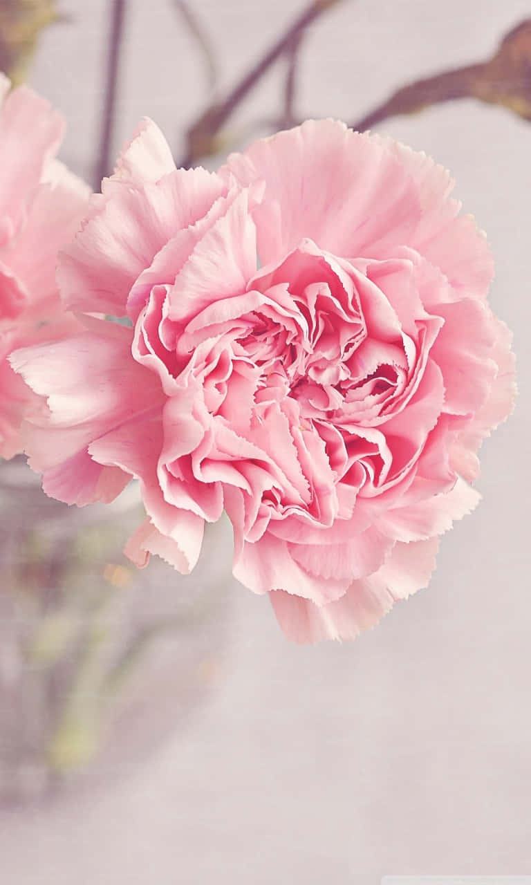 Get A Spring-inspired Look With A Light Pink Floral Iphone! Background