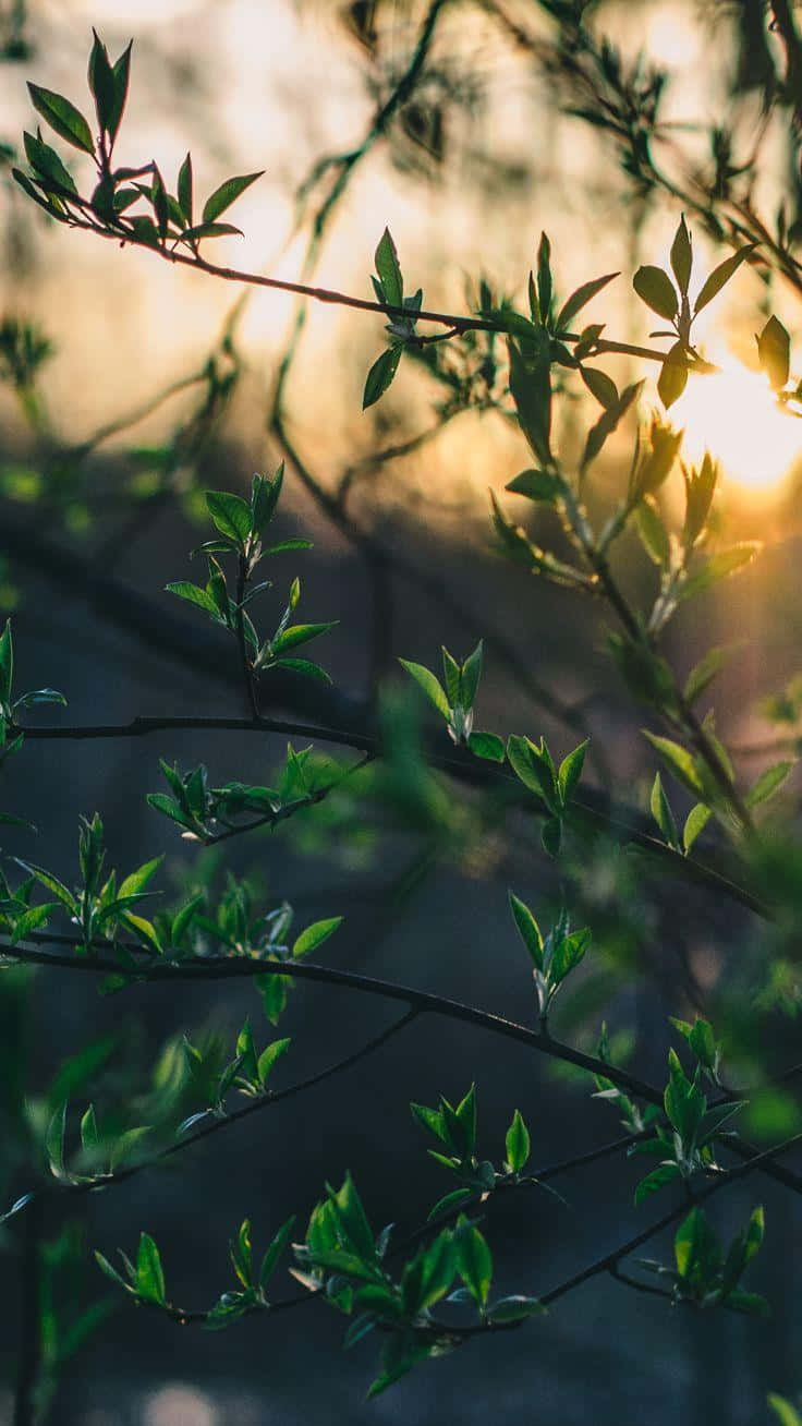 Get Back To Basics And Relax Surrounded By Green Nature Background