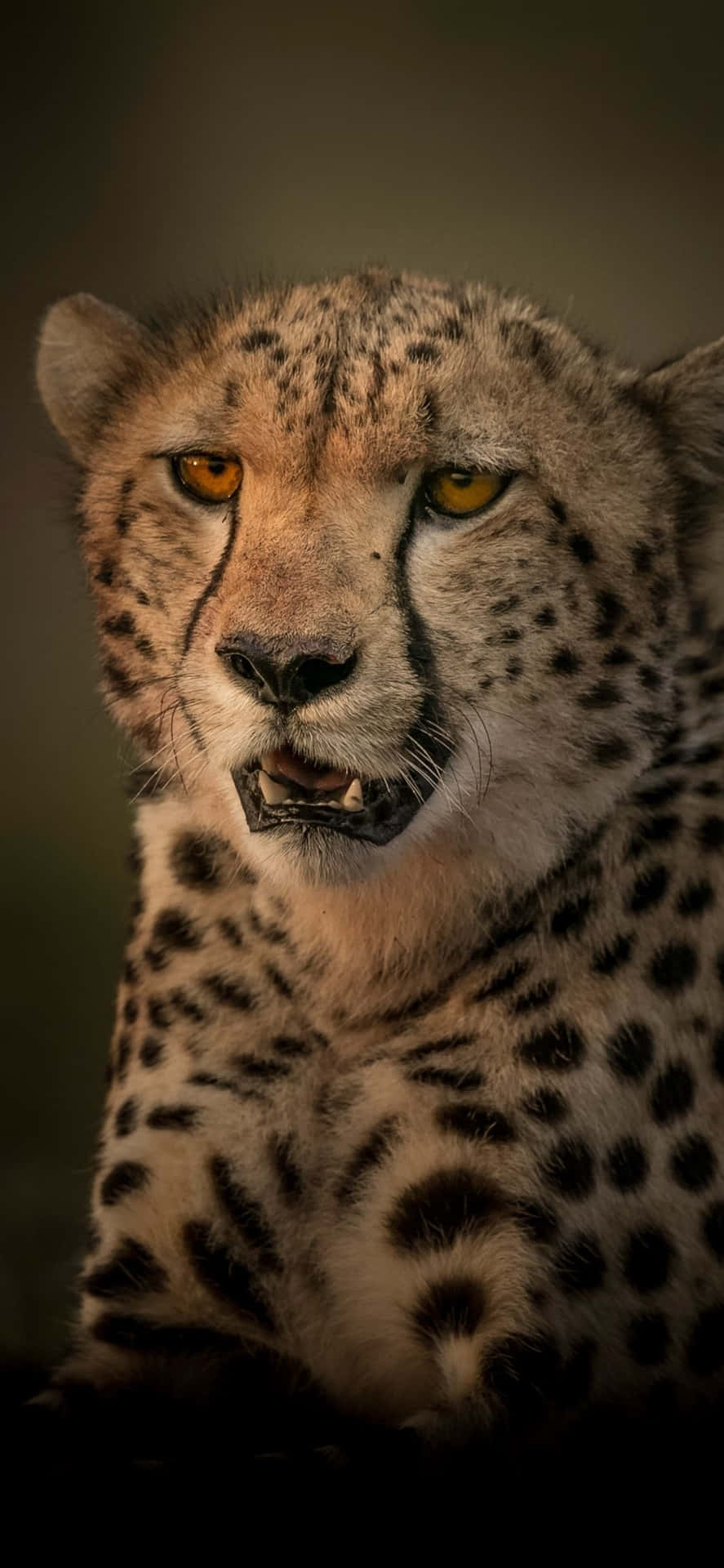 Get Classy With The Cheetah Iphone Background