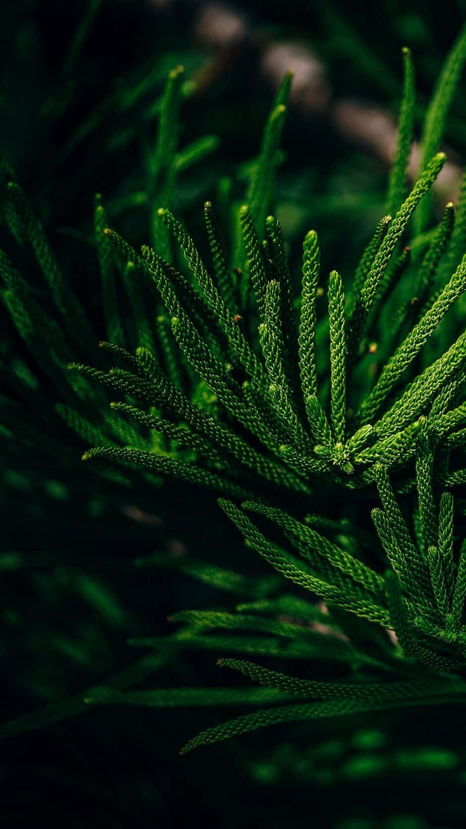 Get Closer To Nature With A Tropical Iphone Wallpaper! Background