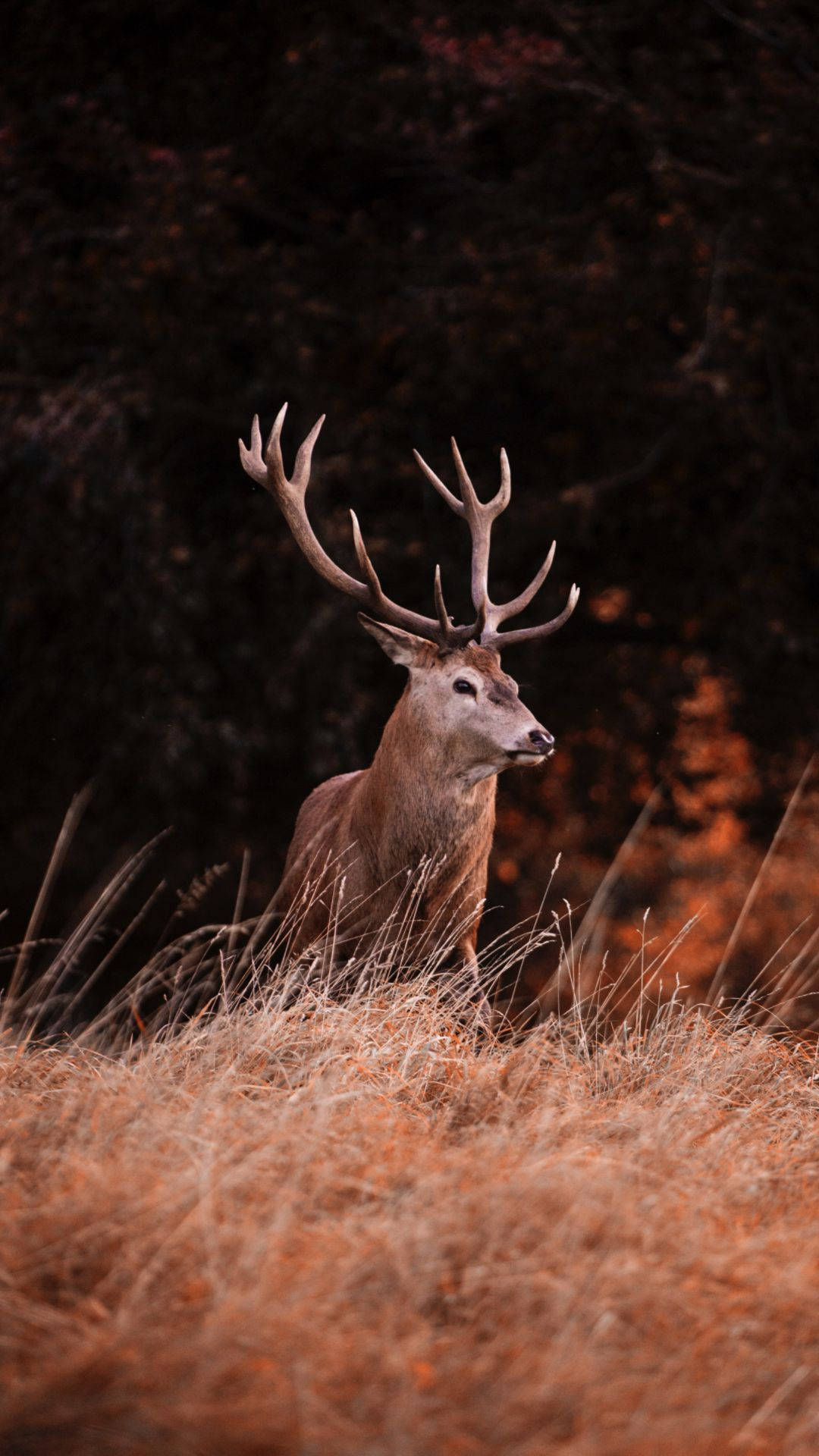 Get Closer To Nature With The Deer Iphone Background